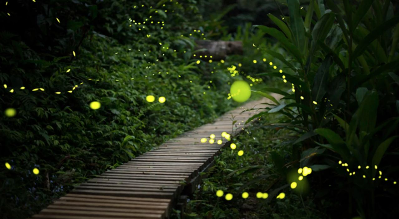 Светлячки ночью в лесу